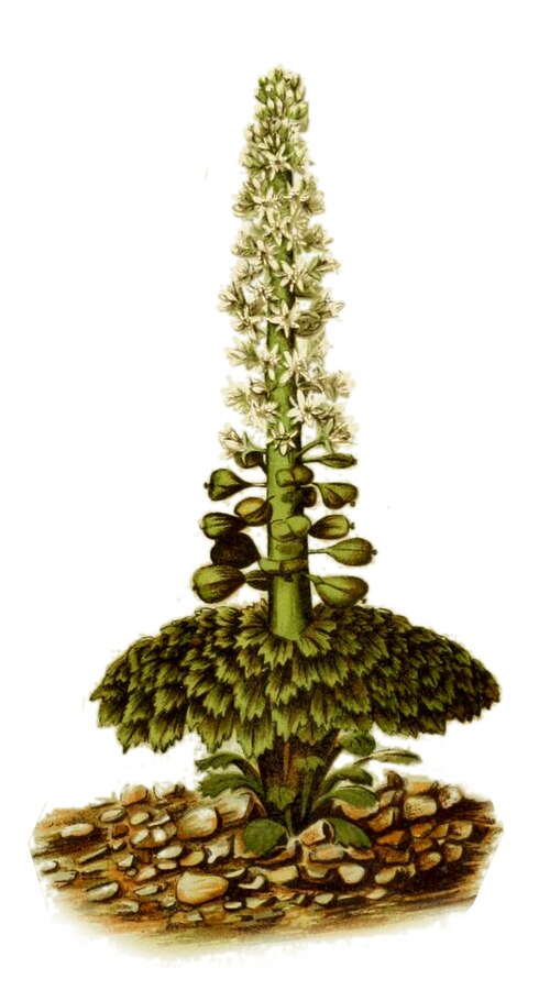 Notothlaspi rosulatum の図