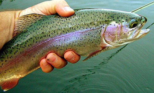 ペコス荒野の湖や川でよく見られる魚