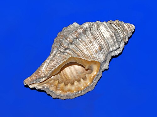 イタリア鮮新世の Cymatium affine の化石殻