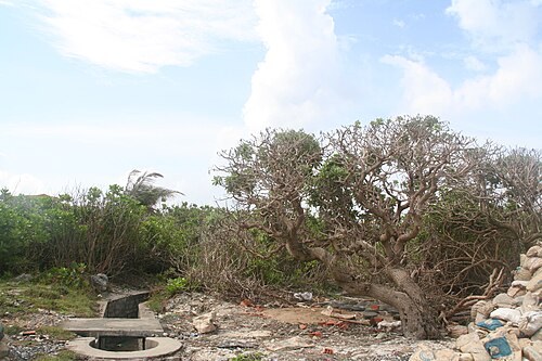 南沙島の古代ヘリオトロピウム・フォフェルテリアヌム