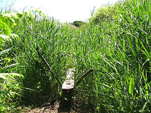 地面に立てられた2本の木の柱が斜めに交差し、背の高い緑の葦の中に消えていく木の板を支えている。