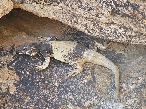 パームスプリングス近郊のパームキャニオンに生息するコモンチャックワラ（Sauromalus ater）。