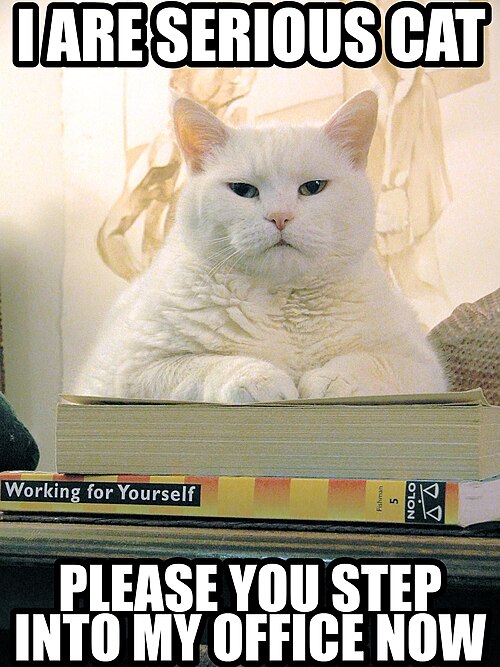 lolcat ミームの画像