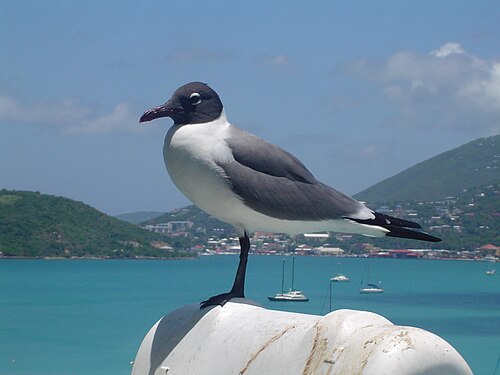ヴァージン諸島セントトーマス島の成鳥（確定的な互生羽）