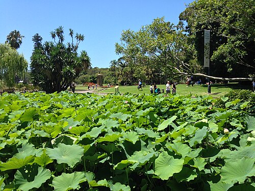 夏の池は水草でいっぱい