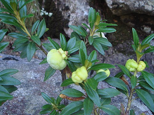 Exobasidium rhododendri 菌によって引き起こされる Rhododendron ferrugineum の葉のこぶ