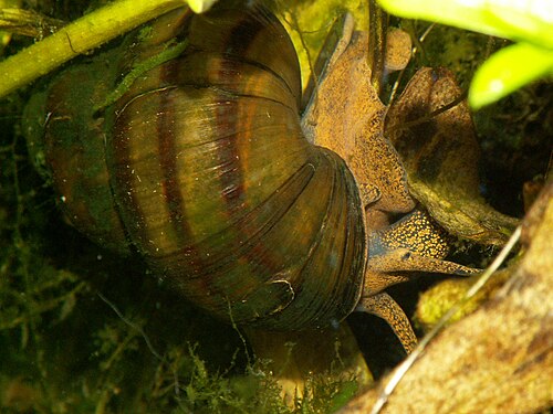 ビビパリ科、Viviparus viviparus。