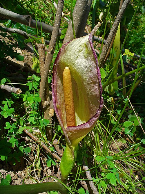 A. concinnatum