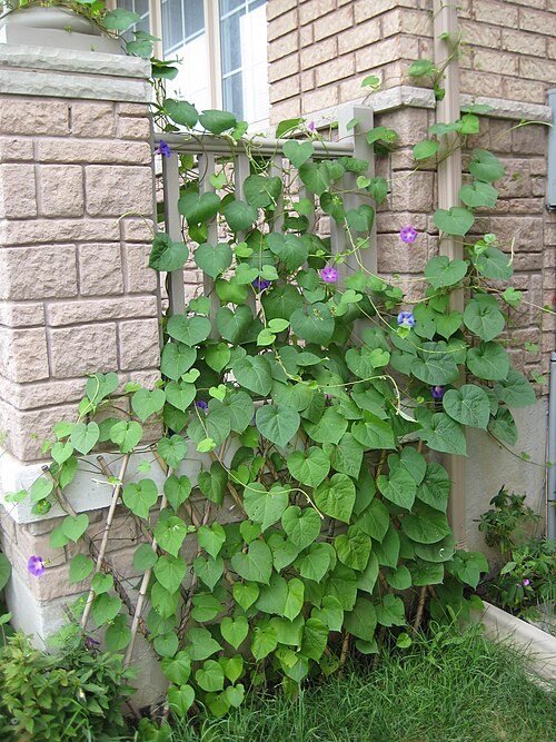 つる性アサガオ蔓 (Ipomoea purpurea)