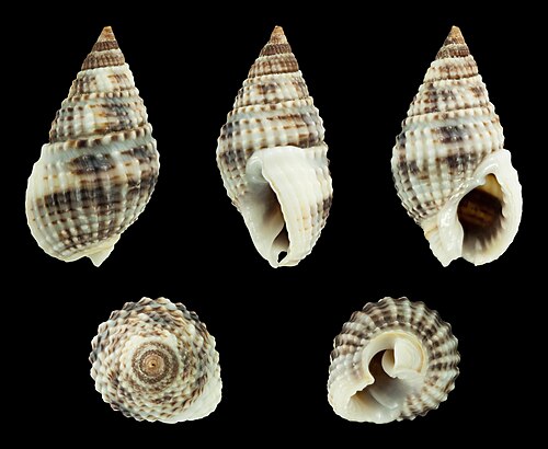 ナッサリウス (Zeuxis) マルガリティファー