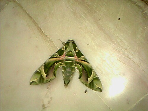 キョウチクトウオオスカシバまたはアーミーグリーンガ (Daphnis nerii)