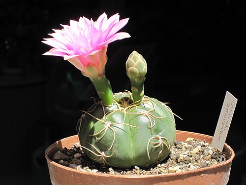ピンクの花の形