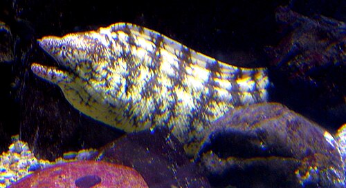 キダコウツボ (Gymnothorax kidako)
