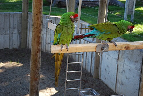 クーガー マウンテン動物園、ワシントン州イサクア