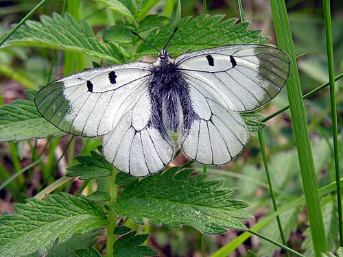 曇ったアポロ (Parnassius mnemosyne) 部族パルナッシイニ