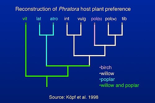 主にヨーロッパの種の系統発生に基づく、Phratora における宿主植物利用の進化。