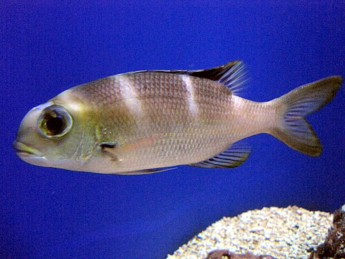 ヒラメダイ（Monotaxis grandoculis）