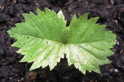 ロックニレ Ulmus thomasii の発芽