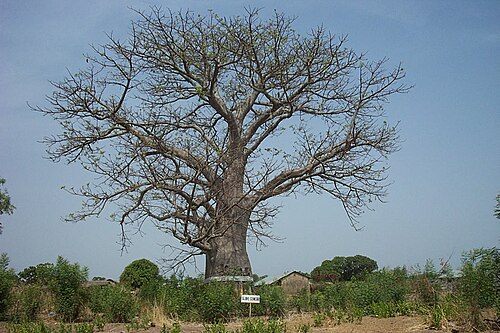 サラガの奴隷墓地にあるバオバブ。白い更紗がその精神的な重要性を示しています。