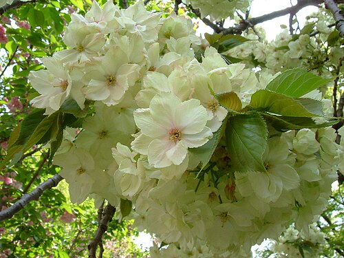 「ウコン」（Prunus lannesiana Wilson cv. 'Grandiflora'）