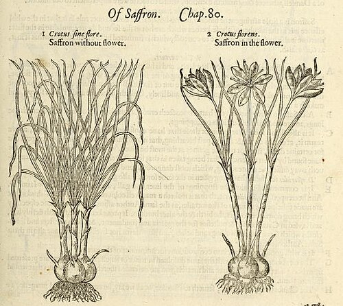 ジョン・ジェラードの『植物誌』（1597年）に掲載されたクロッカスの挿絵