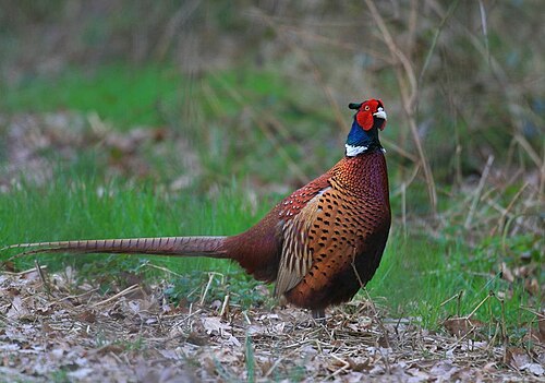 緑と赤の頭と白い首輪を持つ大きな茶色の鳥の横顔