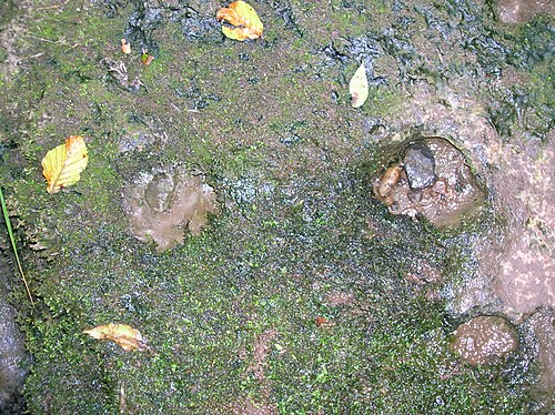 速い流れの水における小さなコルクアクションのさらなる例