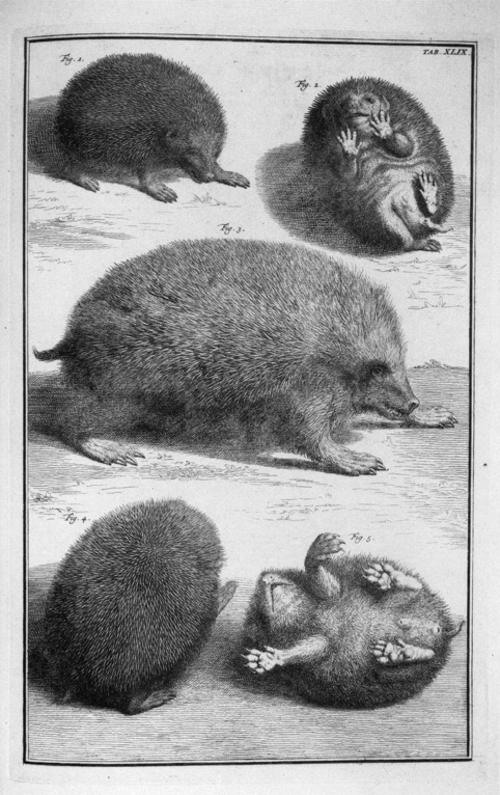 類語辞典に描かれたハリネズミの様々な側面を描いた版画