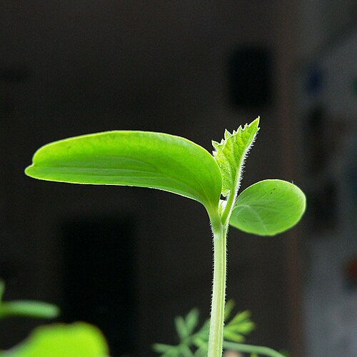 キュウリの芽