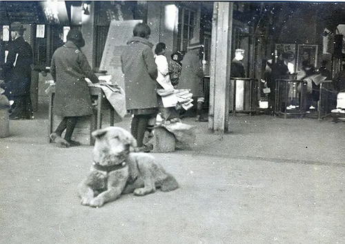 駅で寝そべっている犬