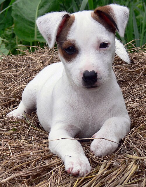スムースコートのジャックラッセルテリアの子犬