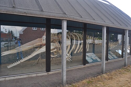 クジラハウス展示
