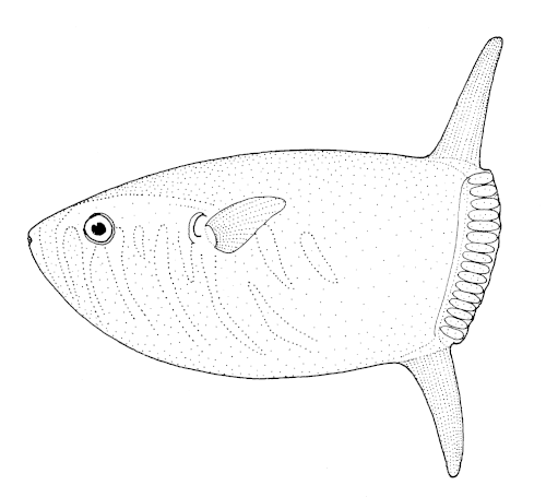細身のサンフィッシュ Ranzania laevis