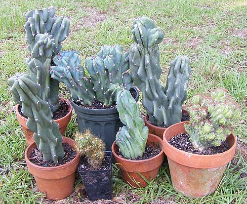Cereus repandus var. monstrose 大型および矮性品種