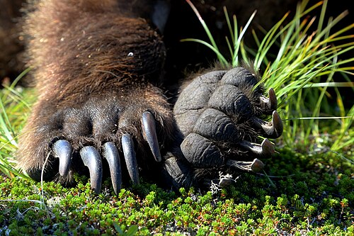 アメリカヒグマの足。