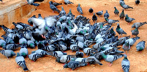鳩の群れ