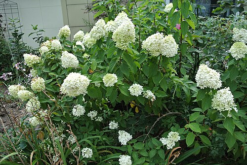 パンジーアジサイ - Hydrangea paniculata 'Limelight'