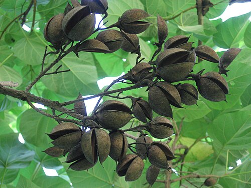 茶色でほぼ円形の中身のないさやの束。長さ方向に半分に分かれており、枝につながった端で蝶番で留められています。約 24 個のさやが、緑の葉を背景に、木の枝の 5 本ほどの小枝に分散しています。