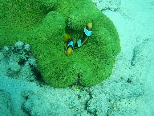 A. clarkii (クラークスアネモネフィッシュ)