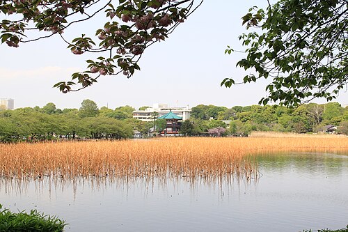 不忍池