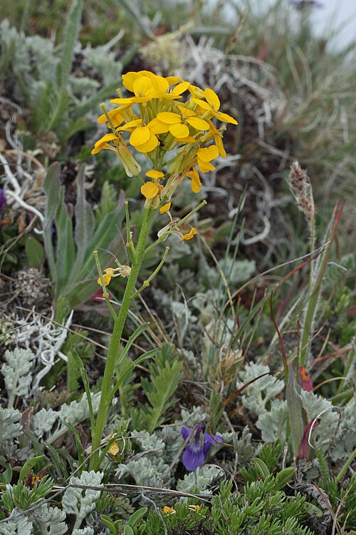 Erysimum capitatum var.頭文字