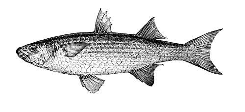 魚の絵