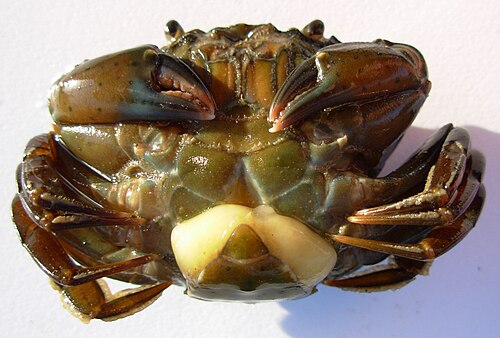 Sacculina Sacculina carcini (Rhizocephala) カニの寄生虫。