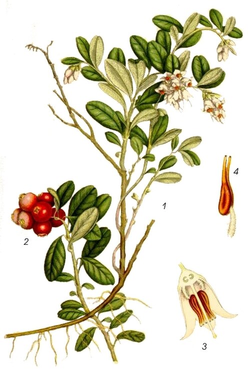 19th-century illustration