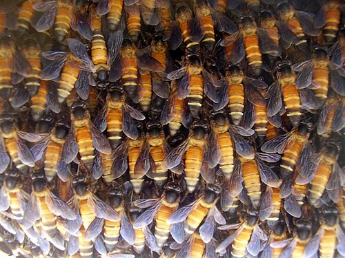 オオミツバチ（A. dorsata）