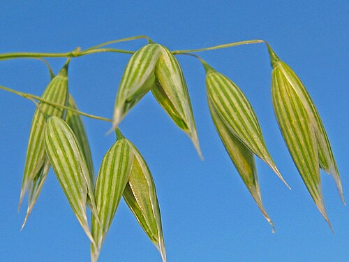 オート麦の小穂には、風媒花が小さく含まれている。