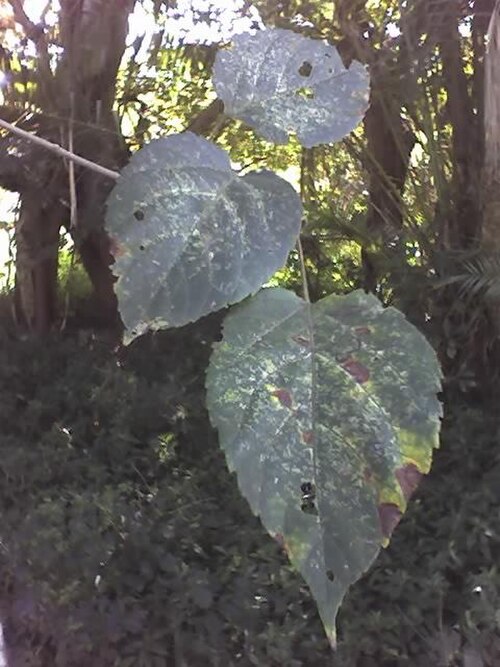 葉