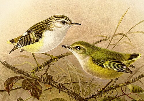 ニュージーランドの鳥類の歴史、ブラー、1888年より、女性(左)と男性(右)のライフル兵のイラスト