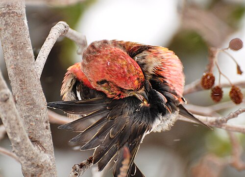 頭が赤みがかった鳥が、茶灰色の尾の付け根にある小さな突起に嘴を当てている。