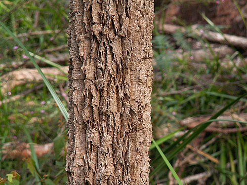 ウォルポール・ノーナラップ国立公園の若い A. decussata の樹皮